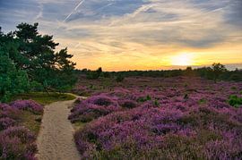 Heidelandschaft Drouwenerzand in Holland
