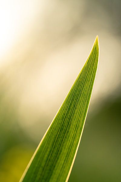 Lente zonnestralen op een blad van Samantha van Leeuwen