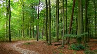 Panoramic deciduous forest by Corinne Welp thumbnail