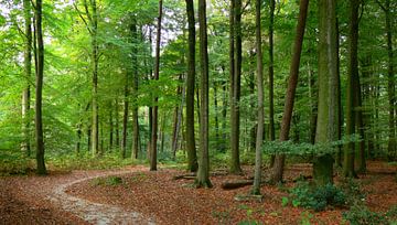 Panoramic deciduous forest by Corinne Welp