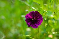paarse bloem