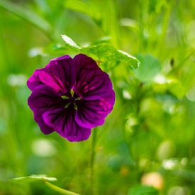 paarse bloem van Silvia Rikmanspoel