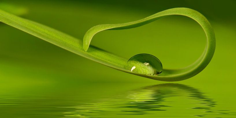 Groen van Violetta Honkisz