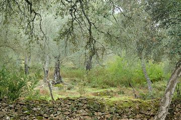 Olijfbomen, ‎⁨Segura de León⁩, ⁨Badajoz⁩, ⁨Spanje⁩ van Eugenio Eijck