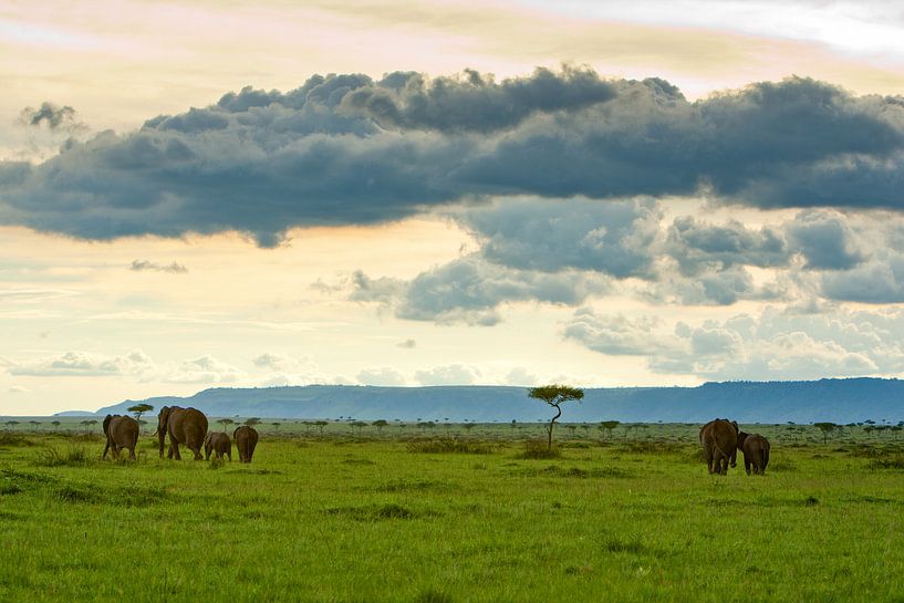 Elefantenherde von Peter Michel