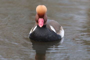 Krooneend (Netta rufina) van Ronald Pol