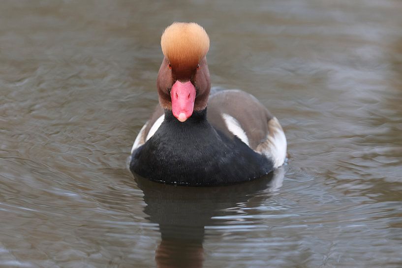 Krooneend (Netta rufina) van Ronald Pol