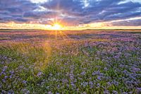 Sunset in the Slufter on Texel.