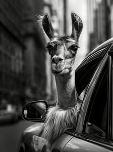 Lustiges Lama Taxi in Schwarz-Weiß