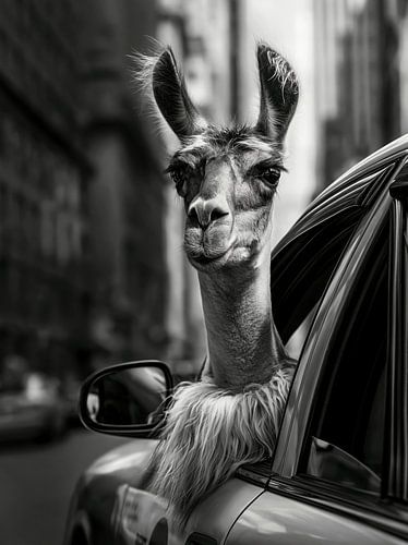 Un taxi lama rigolo en noir et blanc