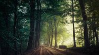 Quiet Path...