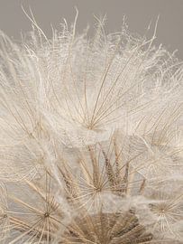 Natürliche warme Landfarben: Der Flaum eines Tragopogon von Marjolijn van den Berg