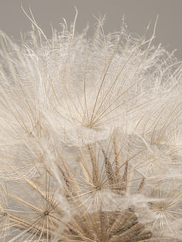 Natuurlijke warme landelijke kleuren: De pluisjes van een Tragopogon