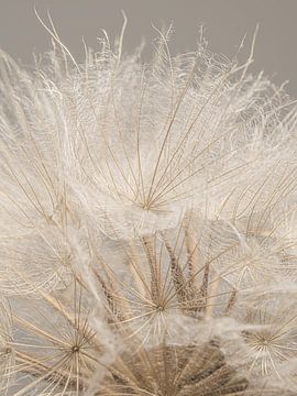 Natuurlijke warme landelijke kleuren: De pluisjes van een Tragopogon van Marjolijn van den Berg
