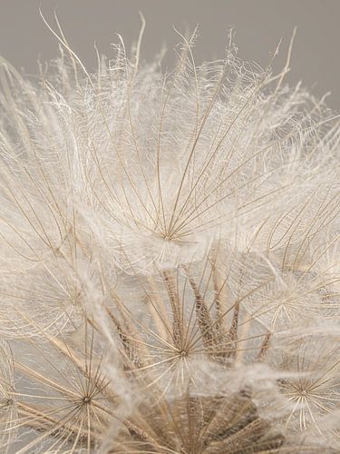 Couleurs chaudes et naturelles de la campagne : le duvet d'un Tragopogon