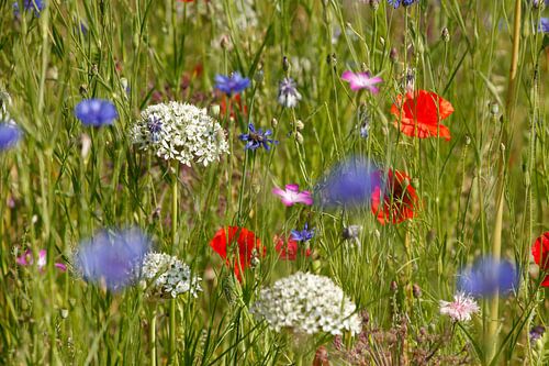 Mohnblumen (Papaver rhoeas) , Klatschmohn, Deutschland