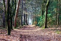 Bospad in de herfst