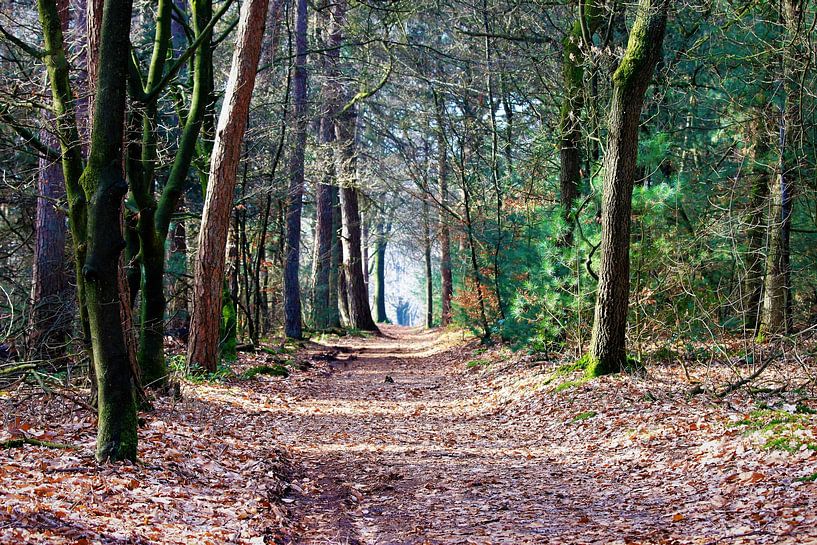 Bospad in de herfst van Anna van Leeuwen