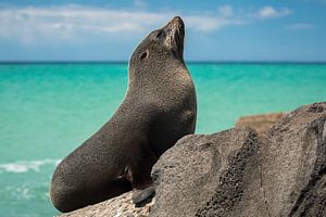NZ Fur Seal op de rotsen van Oamaru, Nieuw-Zeeland van Martijn Smeets