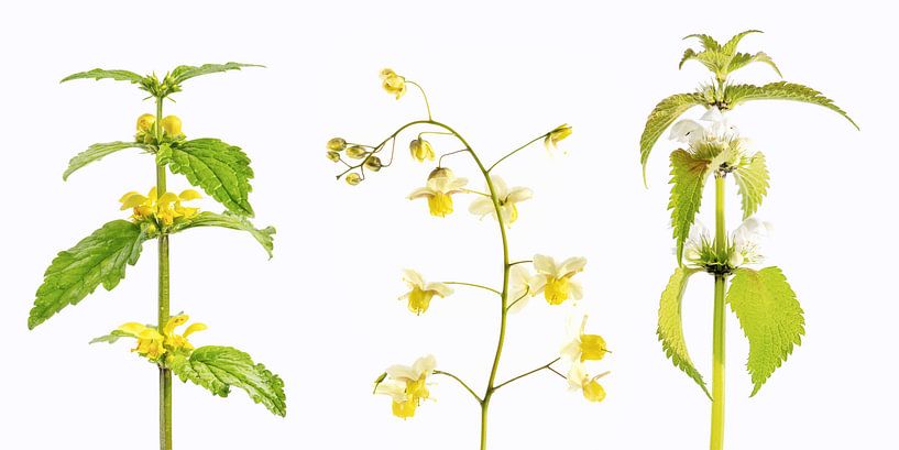 Collage mit Elfenblume von Hanneke Luit