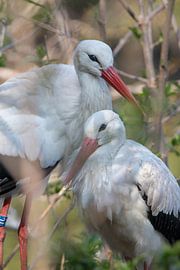 Elternteil und Sohn Storch von Selwyn Smeets - SaSmeets Photography