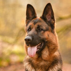 Deutscher Schäferhund