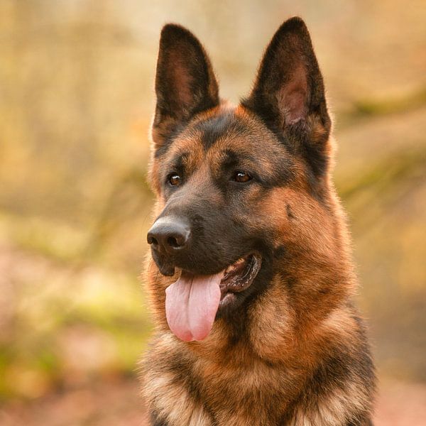 Deutscher Schäferhund von Special Moments MvL