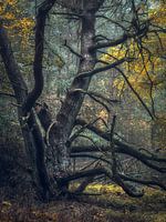 creature of the forest