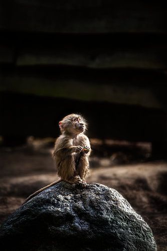 Junger Pavian von Idyllic Creations