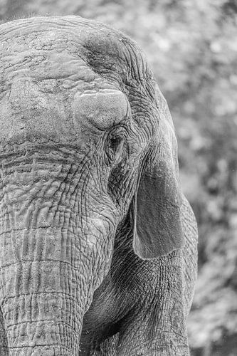Ouderdom in Monochroom De Olifant Textuur