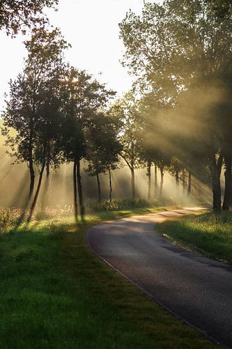Sonnenuntergang mit Sonnenstrahlen durch die Bäume