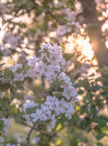 flowers part 280 by Tania Perneel