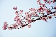 Pink blossom branch on sunny day by Evelien Doosje thumbnail