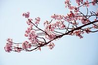 Roze bloesemtak op zonnige dag