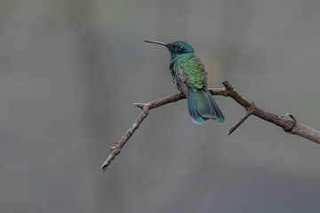 De schittering van de Sparkling Violetear