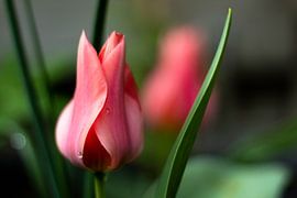 Tulip by Gert-Jan Kamans