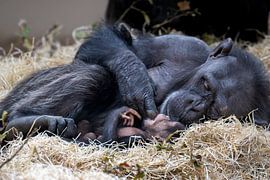 Chimpanzé sur Sanne Voortman