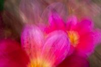 Roze dahlia's in abstracte verbeelding
