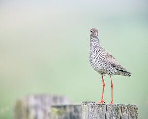 Tureluur op palen van natascha verbij