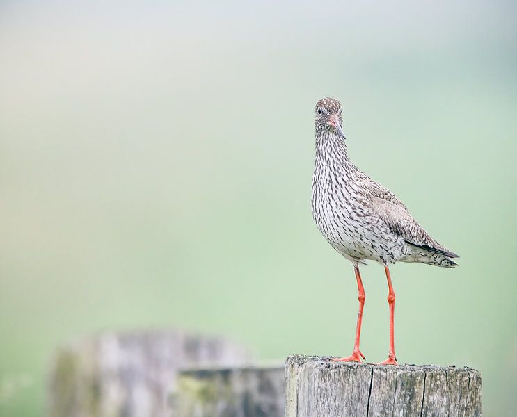 Tureluur op palen van natascha verbij