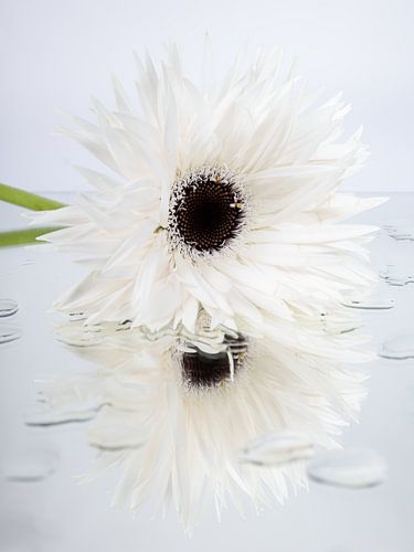 De witte Gerbera