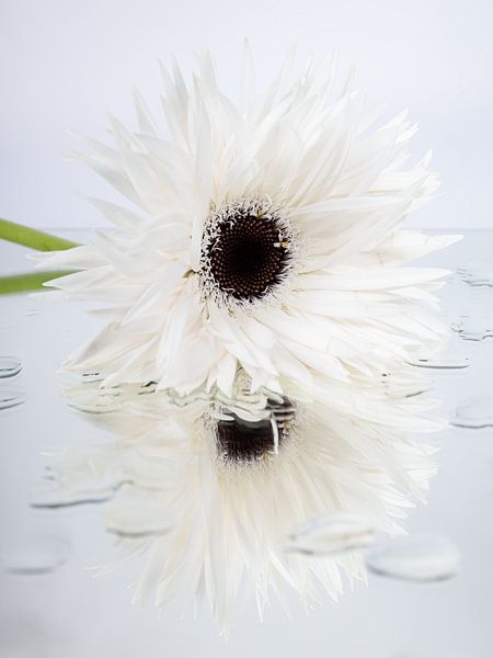 The white Gerbera by Marjolijn van den Berg