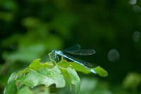 Libelle