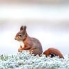 Rode eekhoorn in het wit berijpte mos. van Gonnie van de Schans