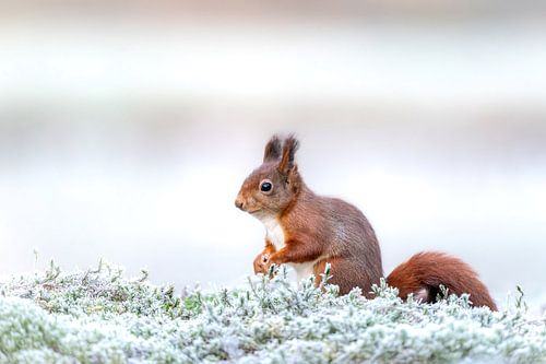 Rode eekhoorn in het wit berijpte mos.