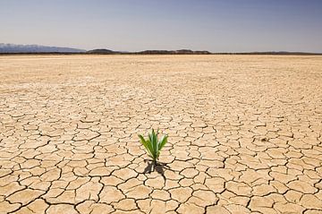 SA11327333 Groen plantje in dor landschap