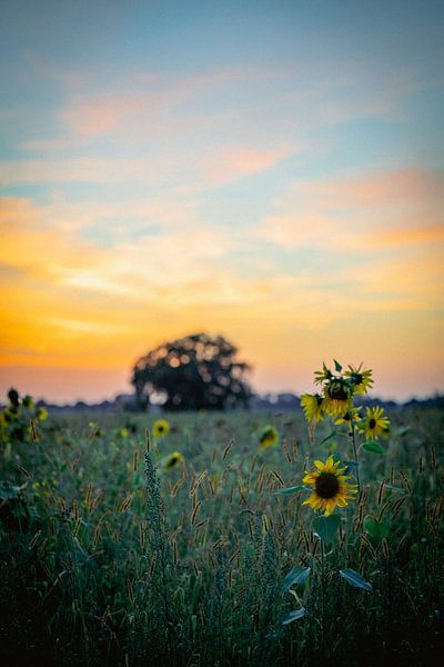 Sunflowers by Felix Winkelhausen