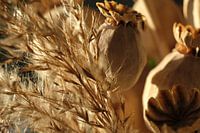 papaver