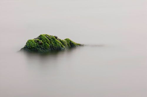 Zeewier groen 3