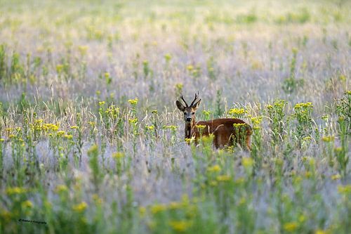 The young roebuck among the St. Jacob's wort